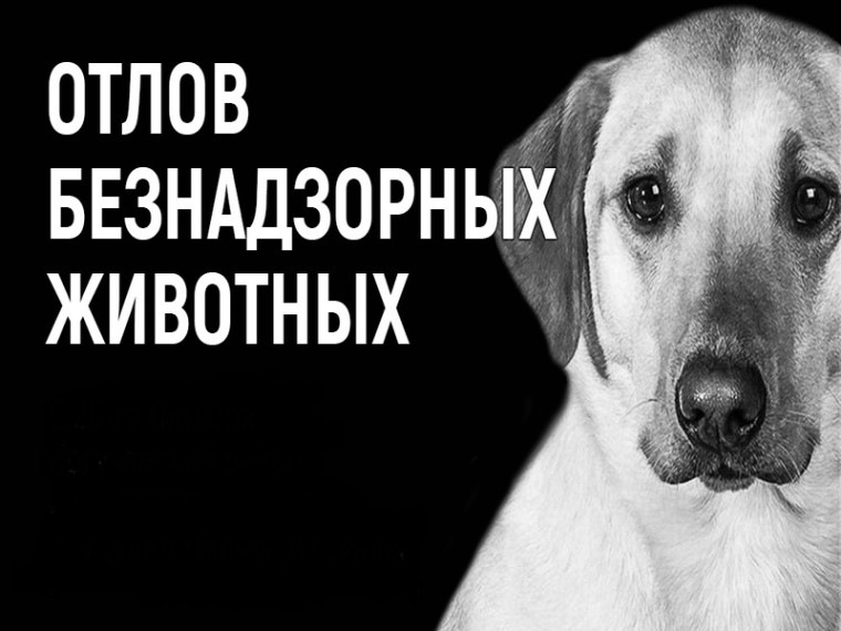 Информация об отловленных животных на территории Ферзиковского района. Информация об отловленных животных на территории Ферзиковского района.